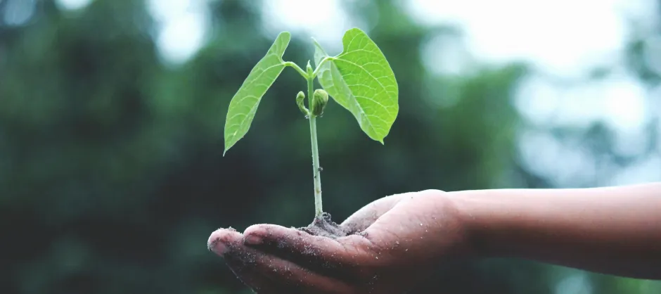 plant in hand