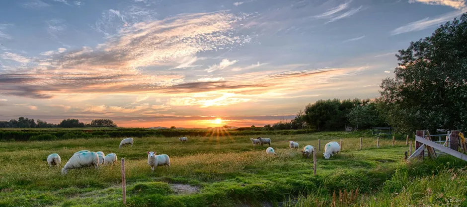 sheep in a field