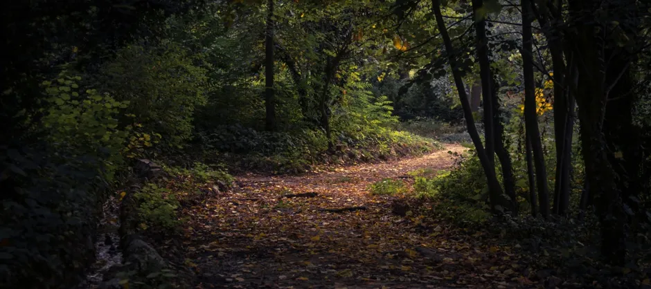 dark path in the woods