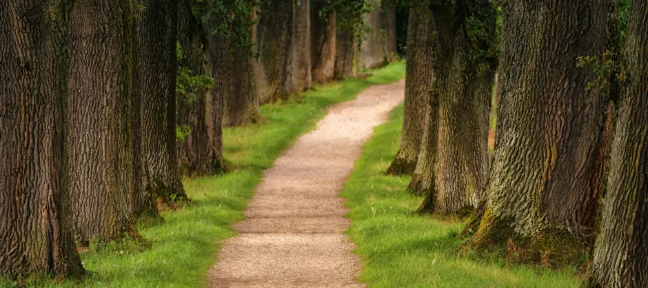 path between trees