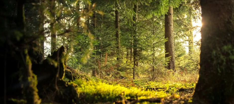woody area