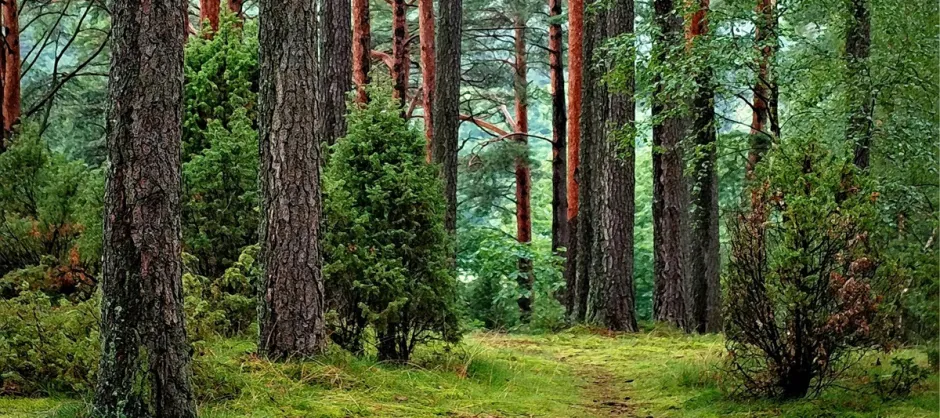 path in woods
