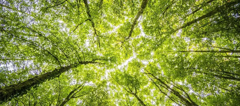 looking up at a canopy of trees
