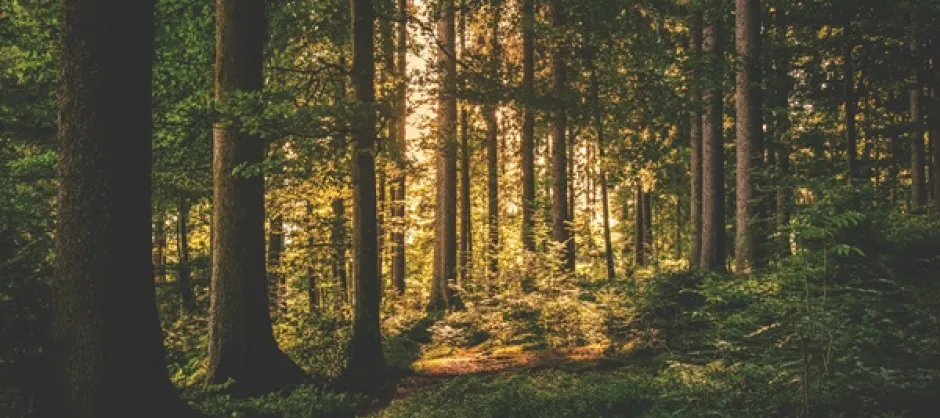 light through the trees