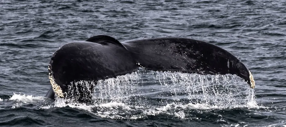 Whale tail