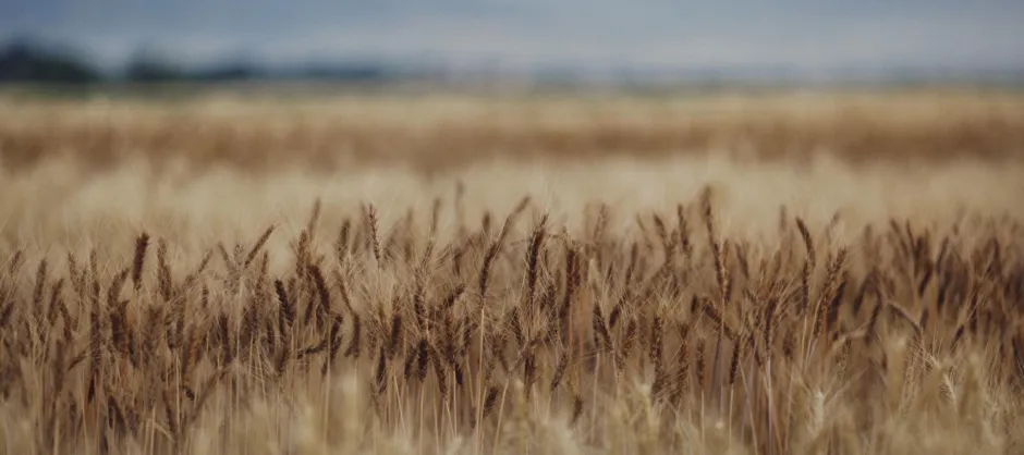 Wheat blowing in the wind
