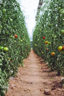 a field filled with colorful fruit