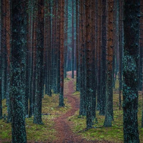 path through trees